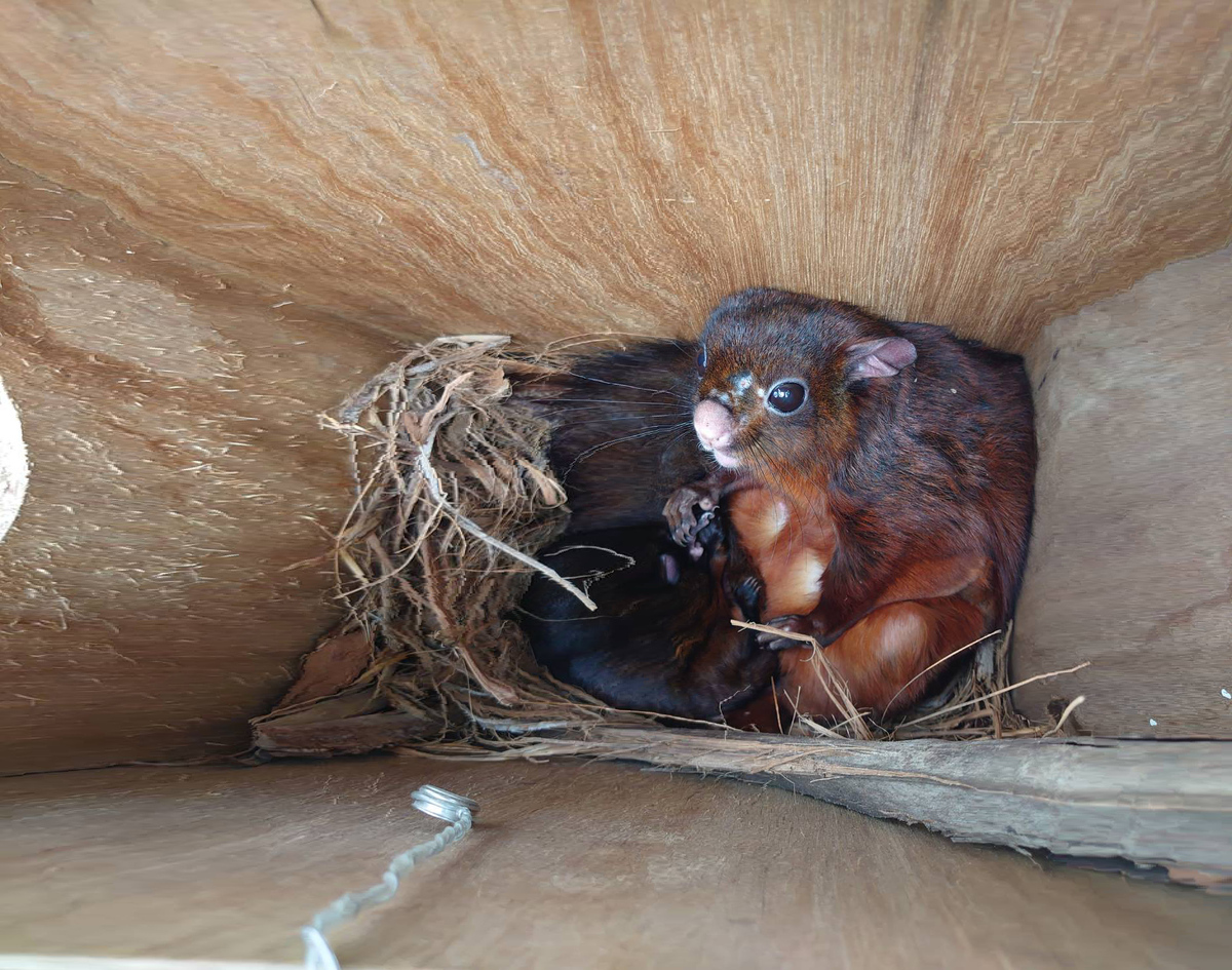 Twenty-seven animal species are detected living on CYUT campus in the past year, including the Indian giant flying squirrel.