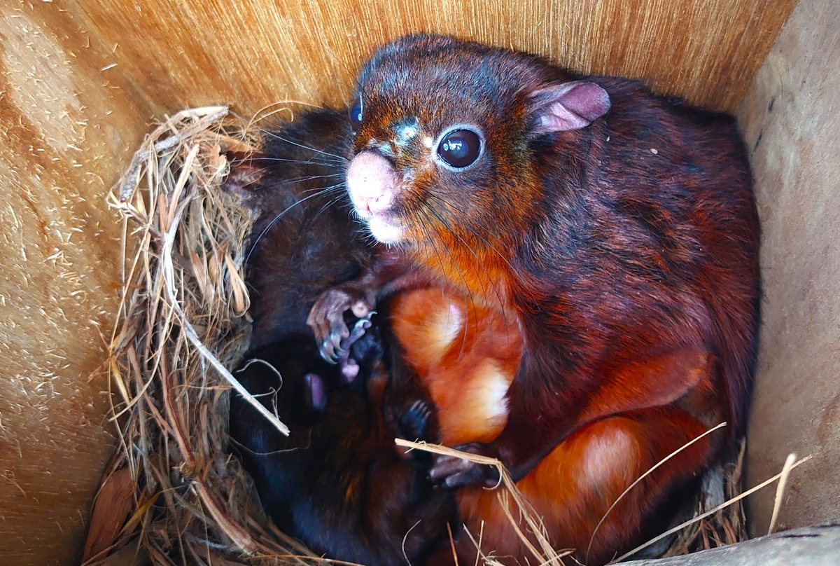 Artificial nest boxes support biodiversity, giving CYUT the highest red giant flying squirrel density in central Taiwan.Image