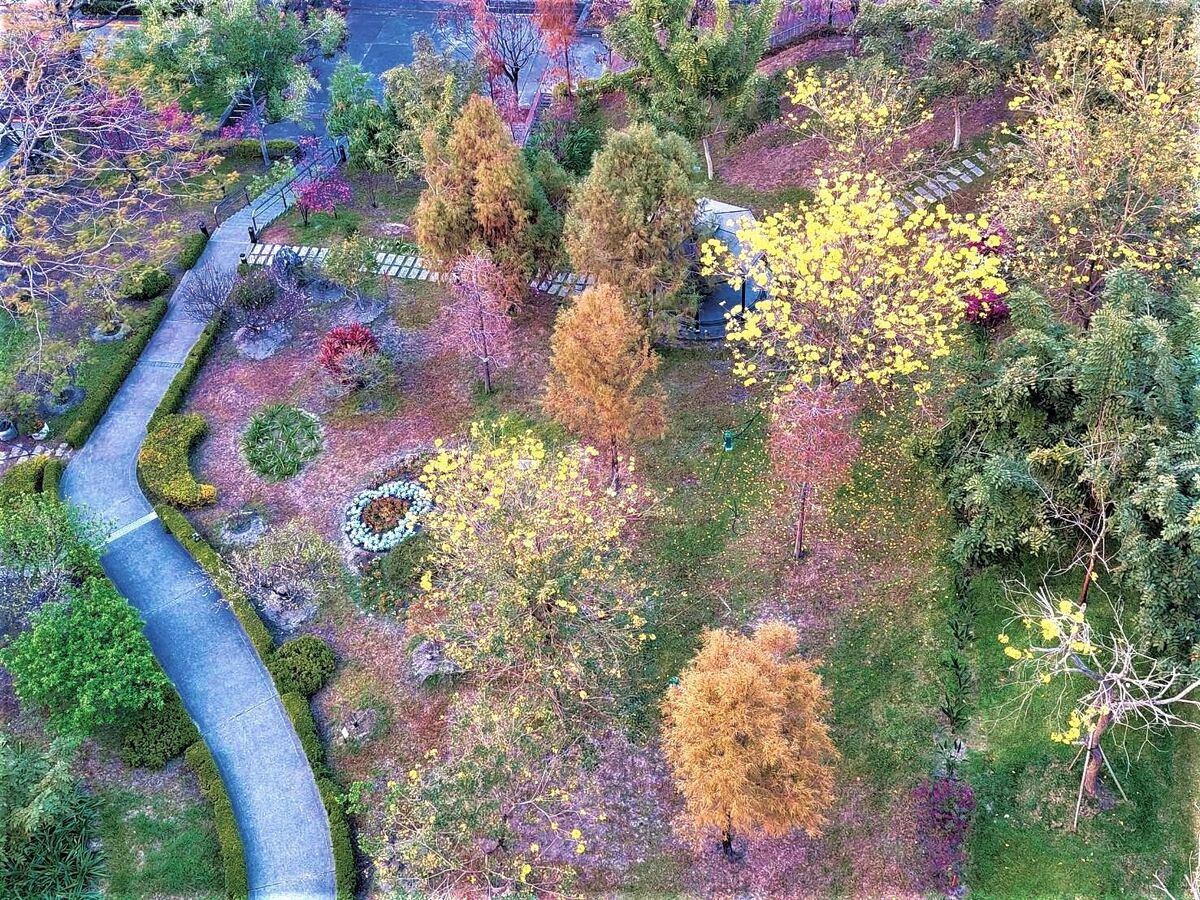 已連續6年榮獲世界綠能大學評比全球百大的朝陽科大，校園植栽種類近200種，總數超過10萬株。圖片